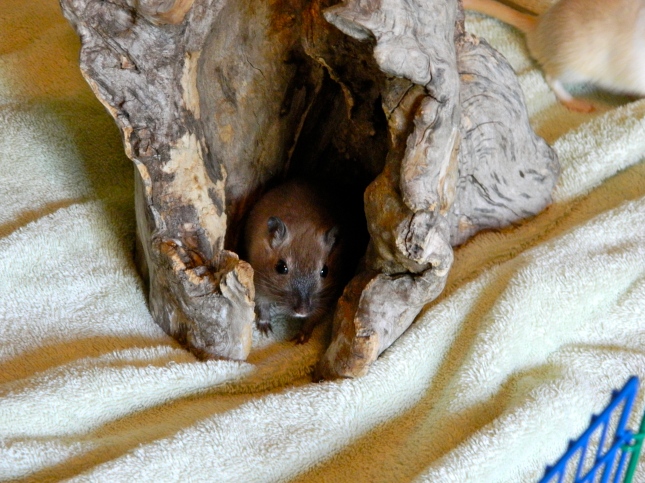 Amy in her favorite log. 
